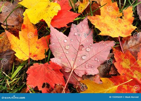 close    colorful maple leaves stock image image  autumnal