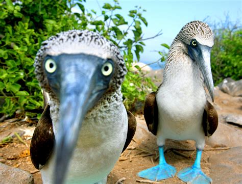 blue footed boobies reading  answer pnaboard