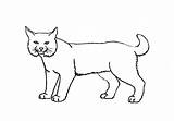 Bobcat Draw Drawing Easy Step Part Easyanimals2draw sketch template