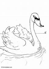 Coloring Swan Swans Pages Kids Animals Print Zwaan Zwanen Printable sketch template