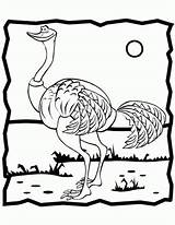 Avestruz Colorat Desene Ostrich Planse Strut Pasari Salbatice Swan Activities Animale Avestruces Educative Pintarcolorear Trafic sketch template