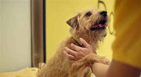 dogs trust releases heartbreaking advert   dog   life christmas campaign