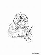 Pages Coloring Tree Aspen Printable sketch template