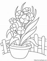 Coloring Orchid Pages Flower Vase Comments Getcolorings Color sketch template