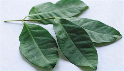 meski kaya manfaat waspadai efek samping daun salam cantik tempoco