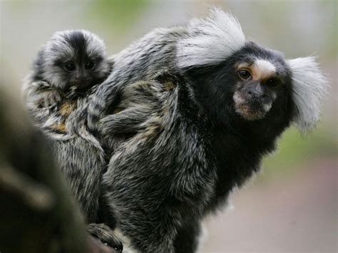 cheeky monkey marmoset calls follow etiquette  manners