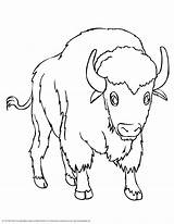 Bison Prairie Popular Bisons Dessiner Tête sketch template