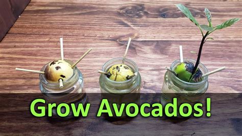 How To Grow An Avocado Plant From Seed Youtube In 2021 Grow Avocado