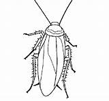 Barata Cockroach Cucaracha Scarafaggio Asas Roach Tudodesenhos Voadora Patas Acolore Insectos sketch template
