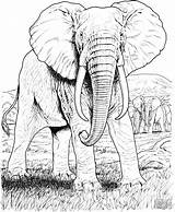 Coloring African Pages Realistic Elephant Animals Coloringbay sketch template