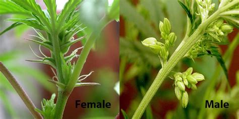 how do you tell if your cannabis plant is male and what