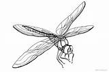Dragonfly Coloring Pages Realistic Printable Color Print Kids Getcolorings Adults sketch template