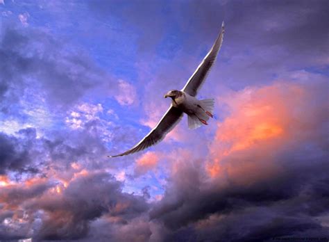 seagull bird flight sky hd wallpaper  wallpapers desktop