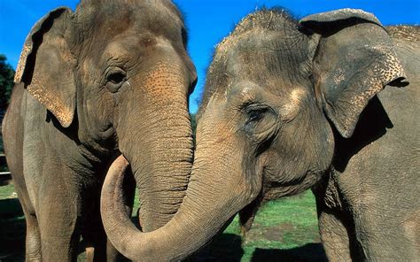 olifanten achtergronden mooie leuke achtergronden voor je bureaublad images   finder