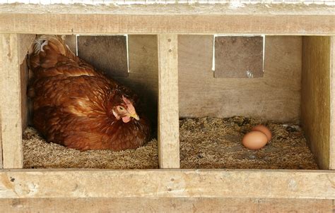 raising laying hens  tips  lots  eggs  backyard chicken farmer