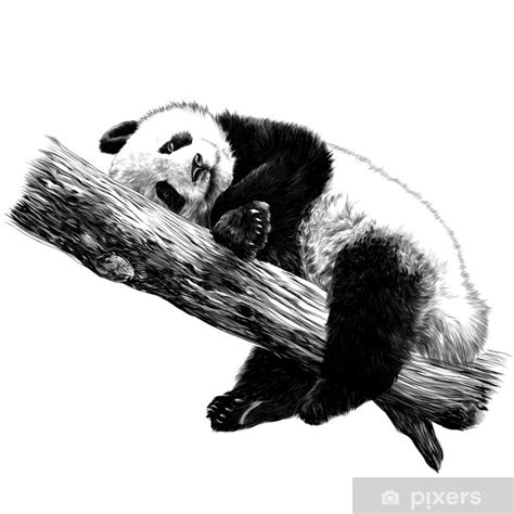 fototapete panda liegt schlafen auf einem zweig skizze vektorgrafiken