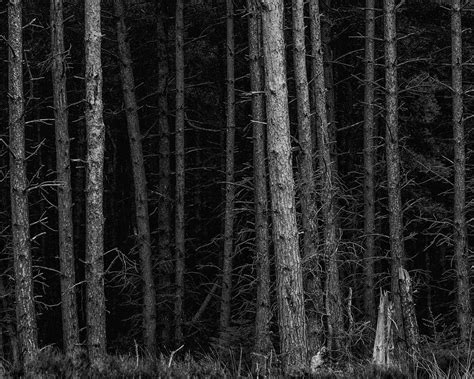 impenetrable photography  light box tree trunk explore black  white plants decor