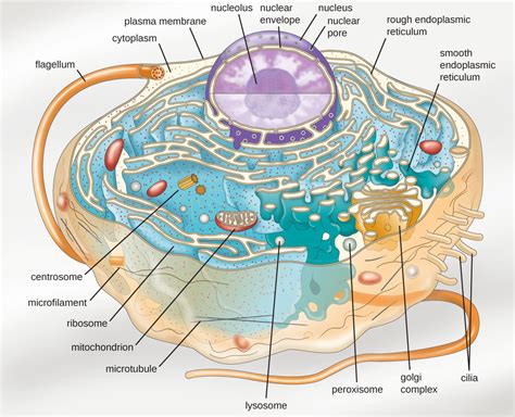 eukaryotic cell anatomy