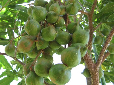 macadamia nuts queensland nut bush nut nuts