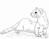 Coloring Ferret Pages Footed Printable sketch template