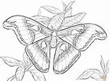 Moth Coloring Realistas Realista Mariposa Insects sketch template