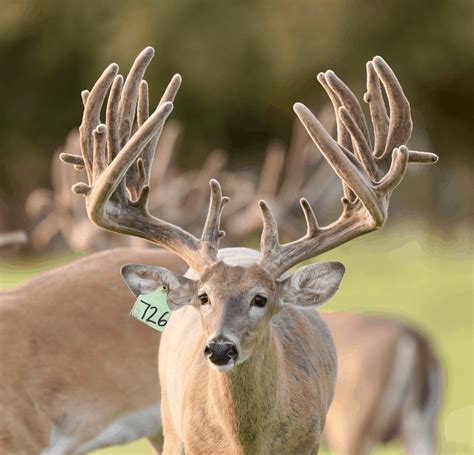 whitetailsbuck picture  time  year deer breeder