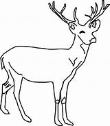 Coloring Deer Hunting Pages Popular sketch template