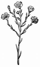 Flax Etc Clipart Small sketch template
