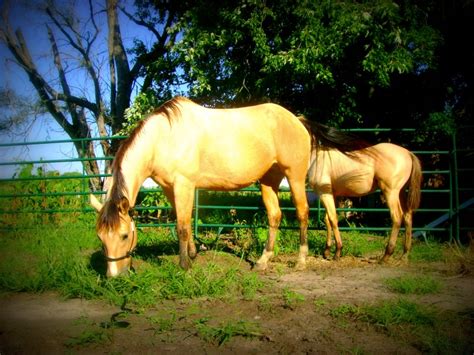 buying  horse  horses buckskin mare  foal