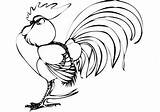 Cock Coloring Drawing Cockrel sketch template