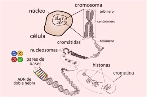 Significado De Cromosomas Qué Es Concepto Y Definición