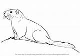 Marmot Draw Bellied Yellow Step Drawing Rodents Tutorials Drawingtutorials101 Previous Next sketch template