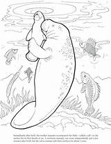 Manatee Coloring Pages Cute Dugong Printable Color Dover Animals Book Colouring Drawings Baby Sea Books Adult Drawing Mom Animal Print sketch template