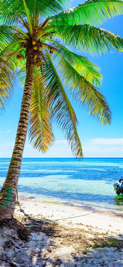palmen strand boot meer blauer himmel tropisch sommer  iphone  proxs max