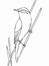 Warbler Coloring Bird Printable Categories sketch template