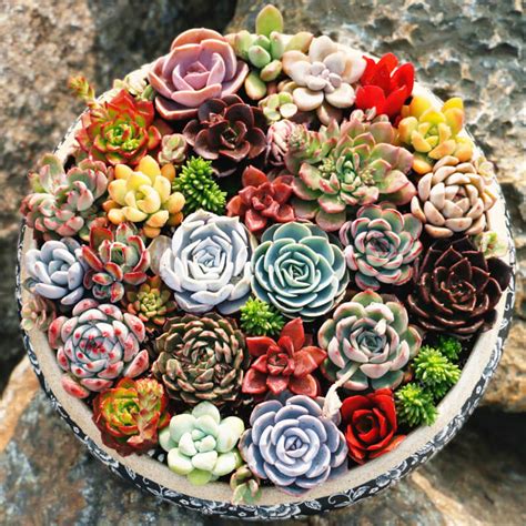 rare beautiful mixed succulents seeds pcspack greenseedgarden