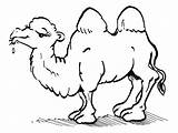 Camel Coloring Kamel Dromedar Moroccan Malvorlagen Gemerkt sketch template