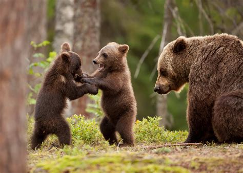 wallpaper bear bear cub forest tree bear family