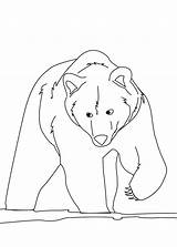 Colorare Orsi Orso Polare Pianetabambini Animali Altri sketch template