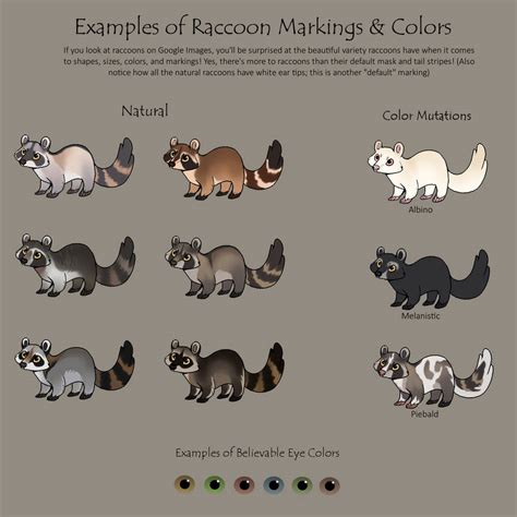 examples  raccoon colors  markings  flora tea  deviantart