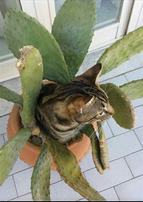 images  cactus cats  pinterest bobs cute cats
