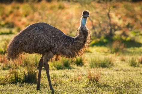 australische fauna der grosse emu australian macadamias deutschland