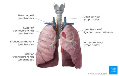 Thoracic And Mediastinal Lymph Nodes And Lymphatics Kenhub