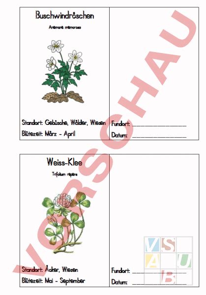 arbeitsblatt wiesenblumen biologie pflanzen botanik