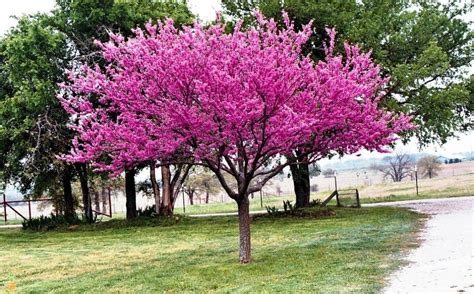 fast growing flowering trees zone  fanny healthy life