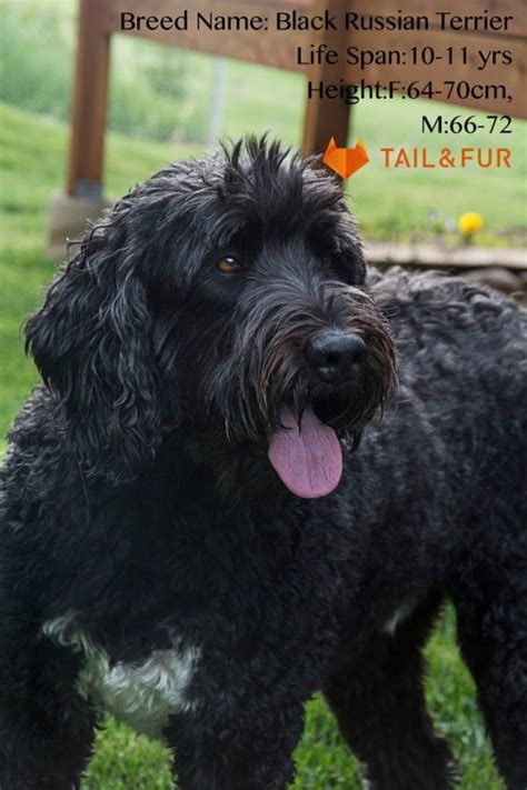types  large dog breeds  pictures