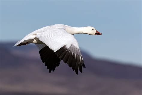 snow goose eastside audubon society