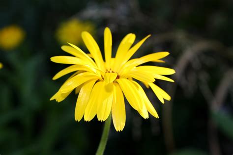 yellow flower closeup picture  photograph  public domain