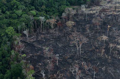 amazon deforestation increases  record   st