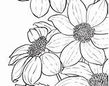 Dahlia Printable Floral sketch template